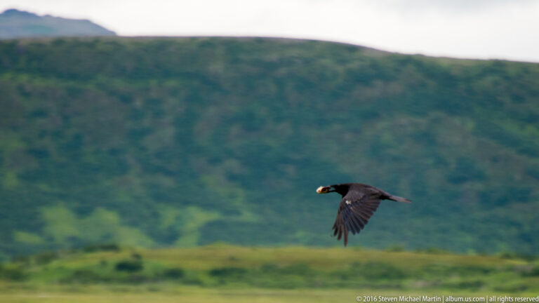A bald eagle flies with outstretched wings against a softly focused green mountain slope.