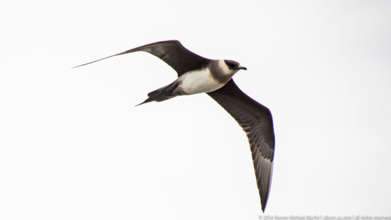 A dark-winged seabird with a pale underside glides with extended wings against a bright sky.
