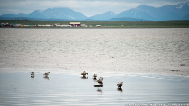 Several small shorebirds stand and feed along a wet sandy waterline beneath distant mountains.
