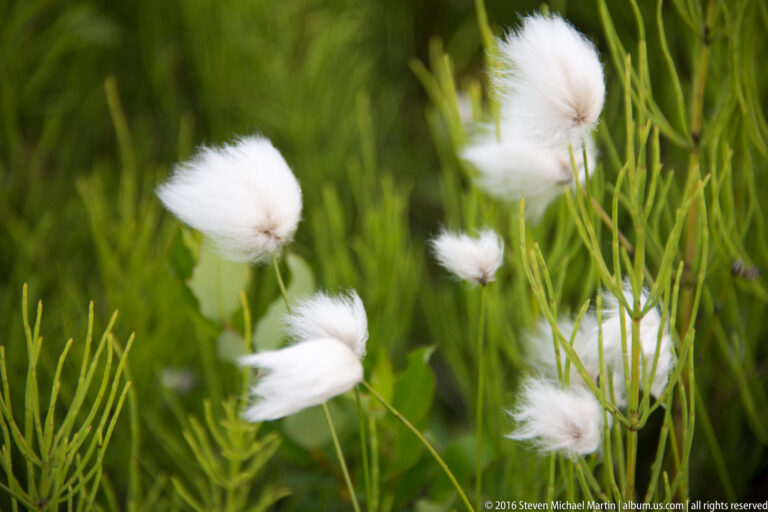 White cottony seed heads rise on slender stems among green wetland leaves.