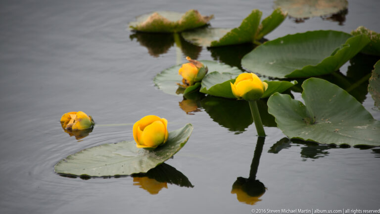 Yellow pond-lily blooms and buds rise among broad floating leaves on still water.