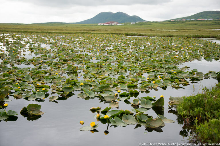 Round lily pads and small yellow flowers spread across a pond, with a village and low hills beyond.
