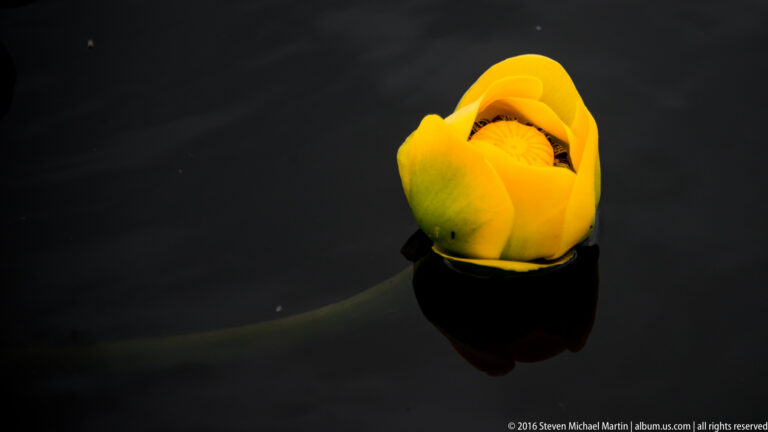 A yellow water-lily flower opens above dark water, isolated against a nearly black surface.