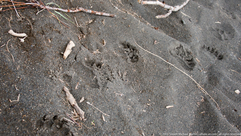 Large paw-like tracks mark dark wet sand scattered with small driftwood fragments.