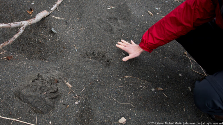 A person holds an open hand over a large paw-like print in dark sand, with more impressions nearby.