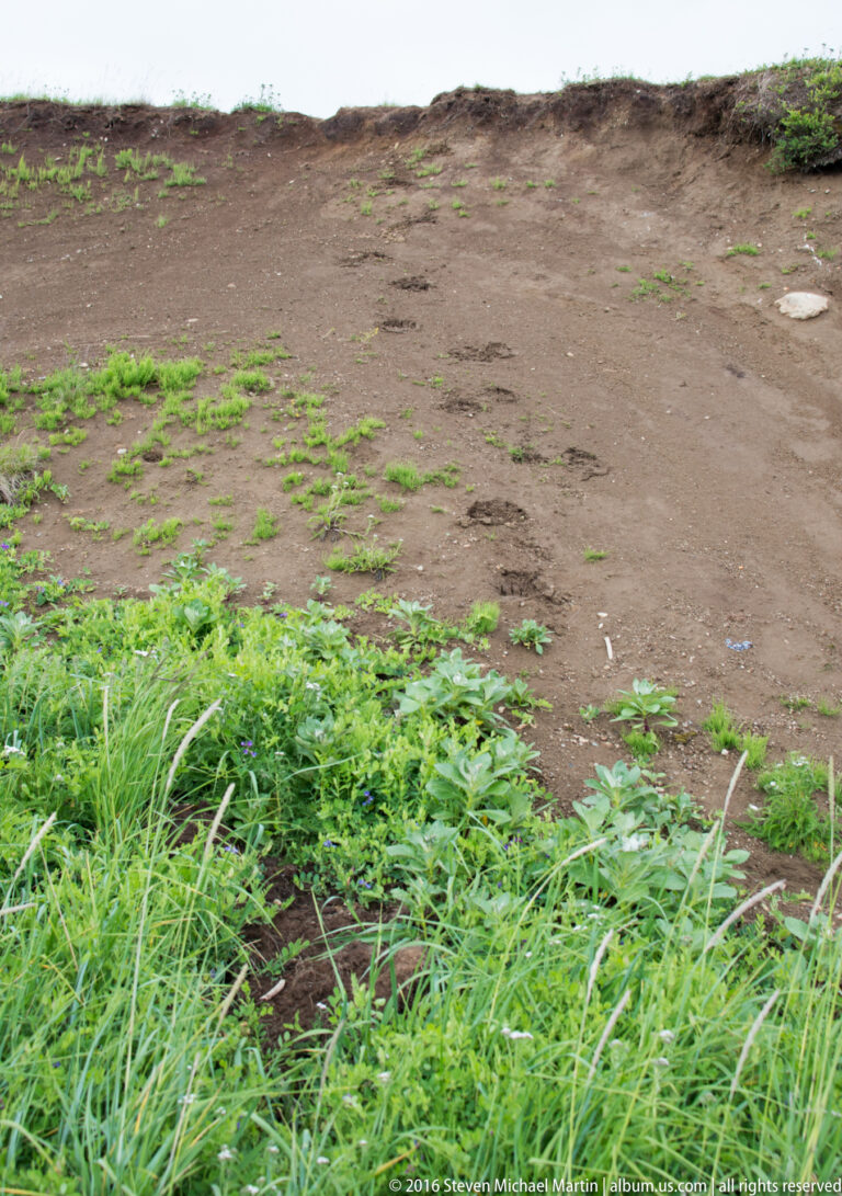 Faint depressions cross a bare muddy slope bordered by low green plants and grass.