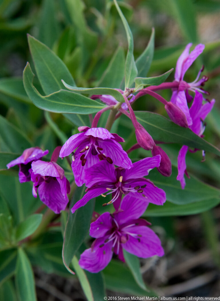 Magenta fireweed blossoms and buds grow among narrow green leaves in a close view.