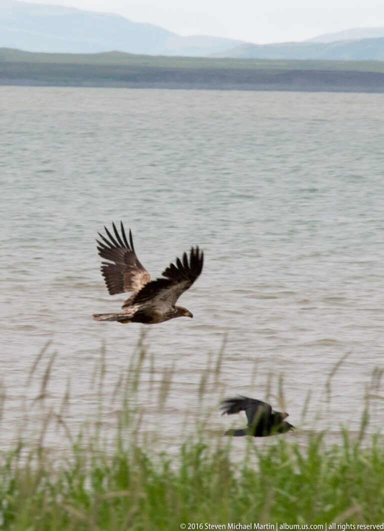 A large eagle with broad wings glides low above water and a grassy shoreline.