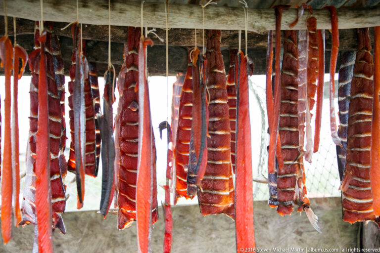 Rows of split reddish fish hang from a roofed rack with mesh sides.