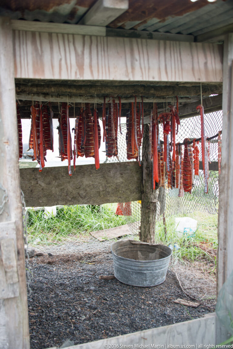 Hanging fish line a raised rack above a metal basin inside a simple mesh-sided shelter.
