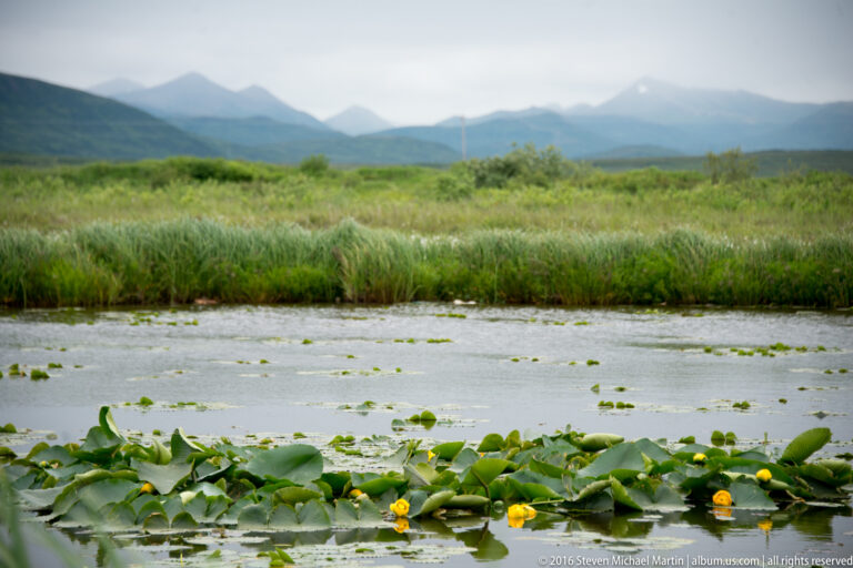 Yellow water lilies and floating leaves cover part of a marsh pond below a grassy bank and distant hills.