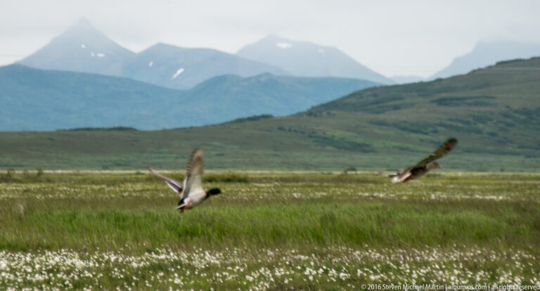 Two birds fly low over a white-flowered meadow with green hills and hazy mountains behind them.
