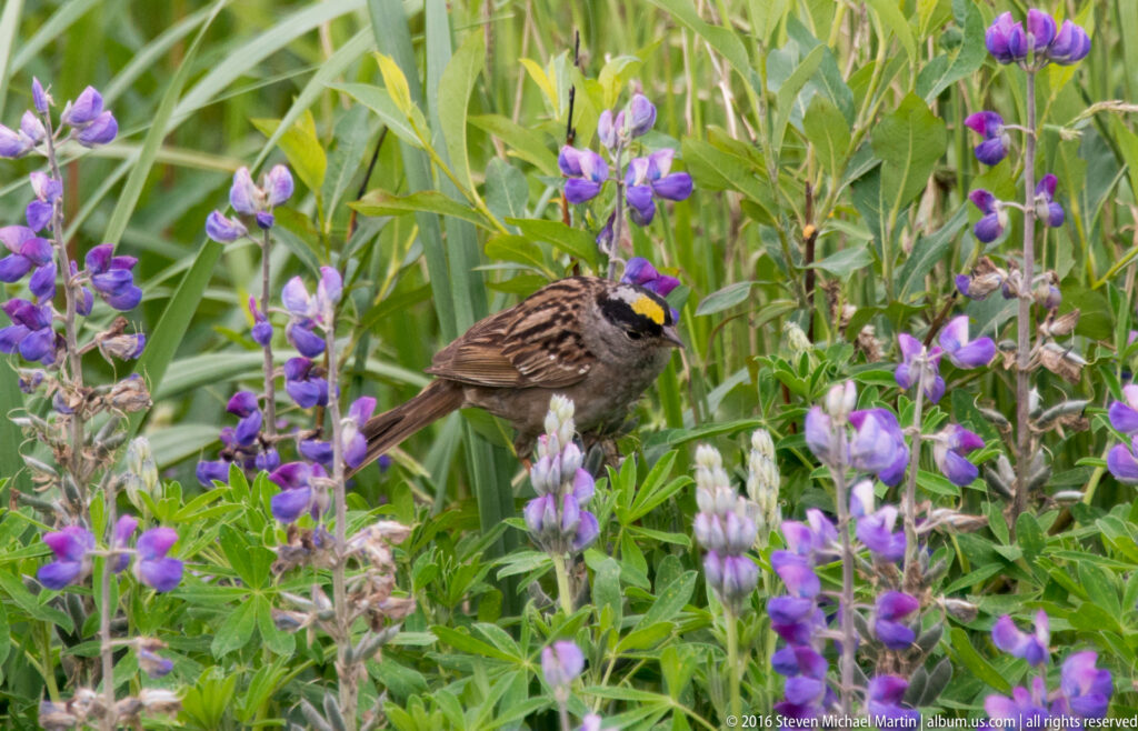 A streaked brown sparrow with a yellow crown stripe perches among purple flowers and green leaves.