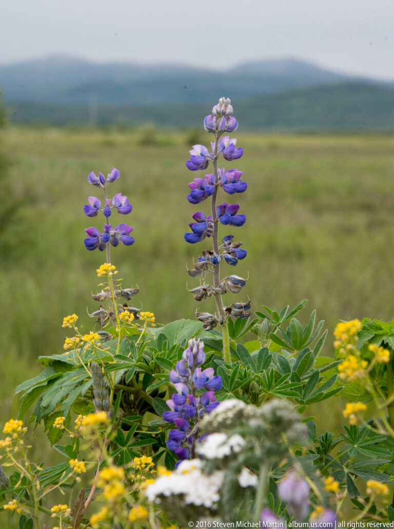 Purple lupine spikes stand among yellow and white flowers in a green meadow.