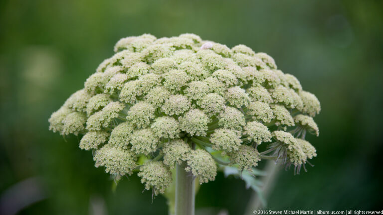 A dense rounded umbel of tiny white flowers rises on a single green stem against a blurred background.