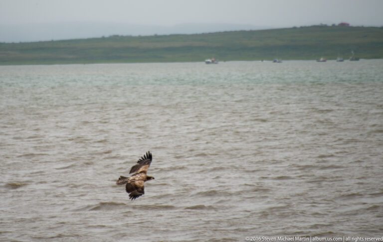 An eagle flies low above rippled water, with small boats and a low green shore in the distance.