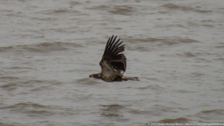 A dark eagle with a pale head flies inches above rippled water, one wing raised.