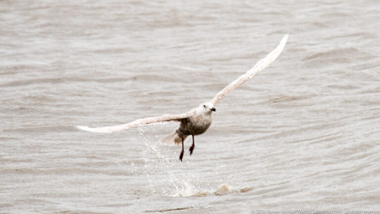 A pale gull lifts from the water with wings spread and feet trailing above a splash.