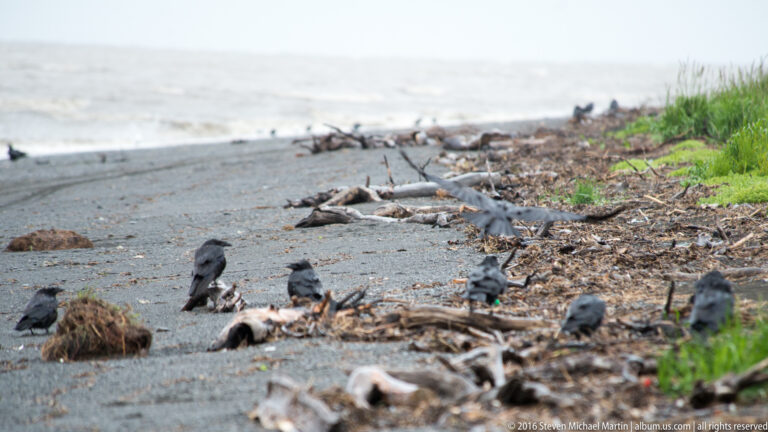 Several dark birds stand among kelp, stones, and driftwood on a narrow beach.
