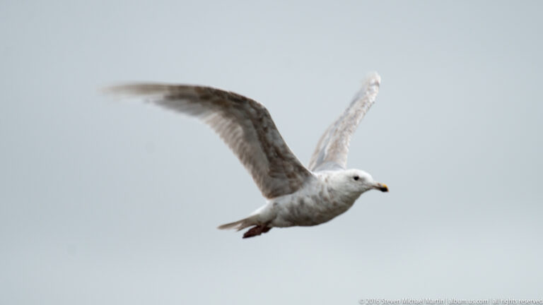 A pale gull with broad arched wings flies across a plain gray sky.