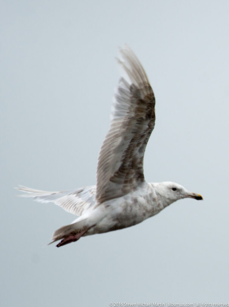 A pale gull glides to the right in profile, one wing lifted against a gray sky.