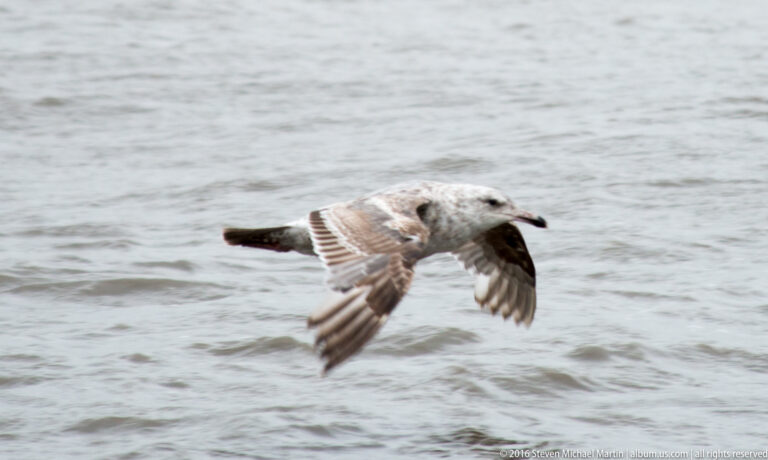 A mottled gray-brown gull flies low above rippled water with its feet trailing.