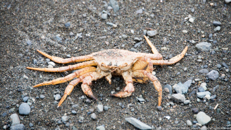 An orange crab lies upside down among dark gravel, with its legs and claws spread outward.