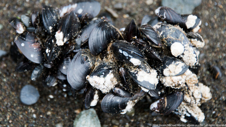 Dark mussel shells and pale barnacles cluster together on a wet rocky surface.