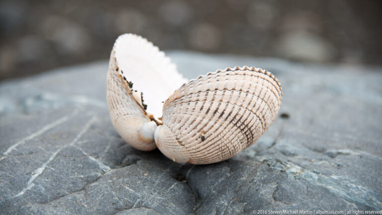 An open ivory-colored bivalve shell with ribbed halves lies on a flat gray rock.