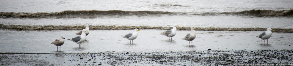 A line of pale gray and white gulls stands in shallow water between dark bands of exposed tidal sediment.