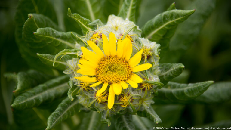 A yellow daisy-like flower with a rounded central disk sits among broad green leaves and fine strands.