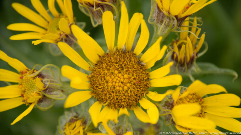 Several bright yellow flower heads overlap in a close view, with one detailed central disk in front.