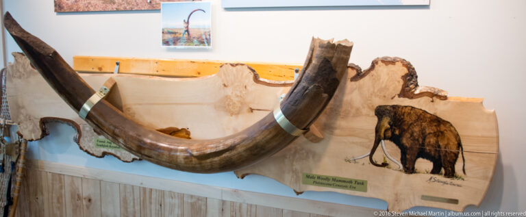 Two large curved tusks are mounted on a panel illustrated with a mammoth.