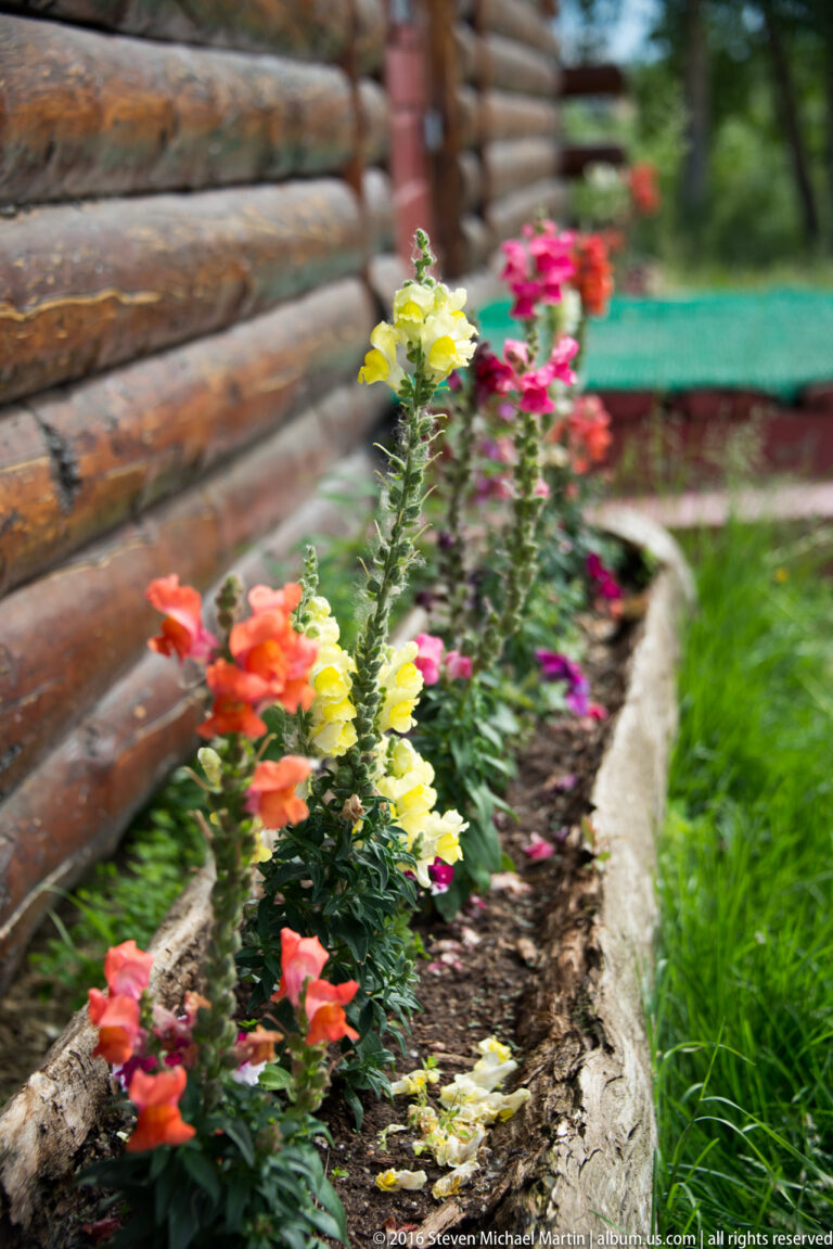Orange, yellow, pink, and red flowers in a narrow timber-edged bed beside a log wall.