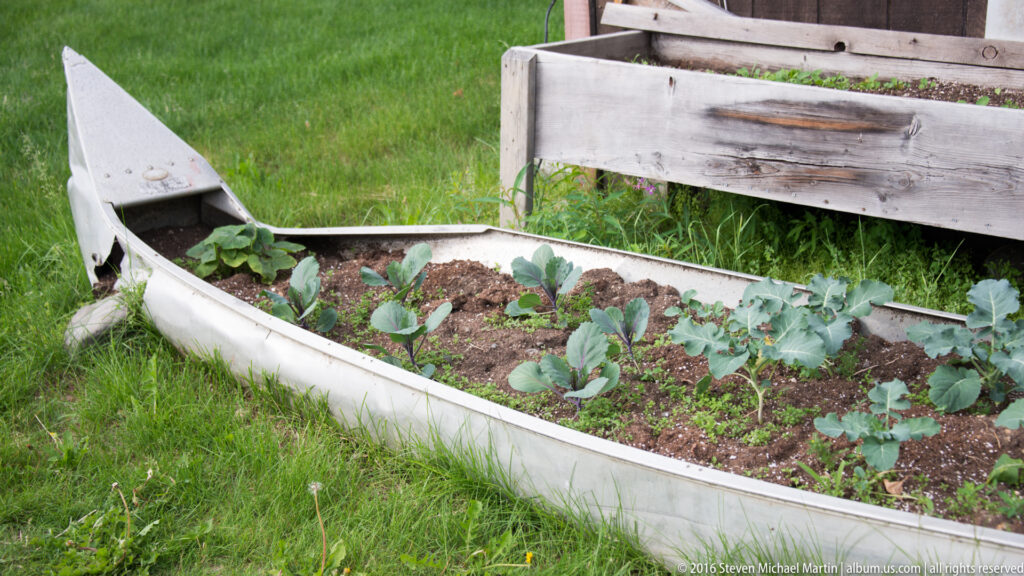 Leafy vegetables grow in a pale canoe used as a garden planter beside a weathered bench.