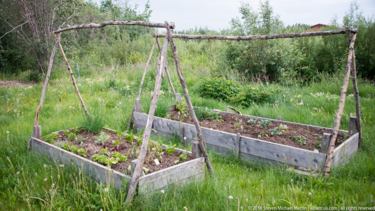 Raised garden beds with leafy plants beneath a bare timber trellis in a grassy clearing.