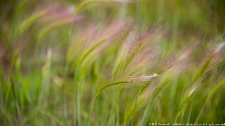 Close-up of thin green grass stems with soft pink seed heads against a blurred background.