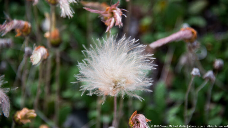 A white, feathery cotton grass seed head stands among blurred green stems and reddish flowers.