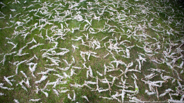 Pale branching lichen-like growth spreads over green ground cover in an overhead close-up.