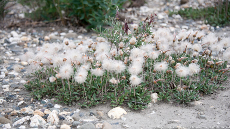 White cottony plant tufts and a few reddish flower heads grow among small stones and gravel.