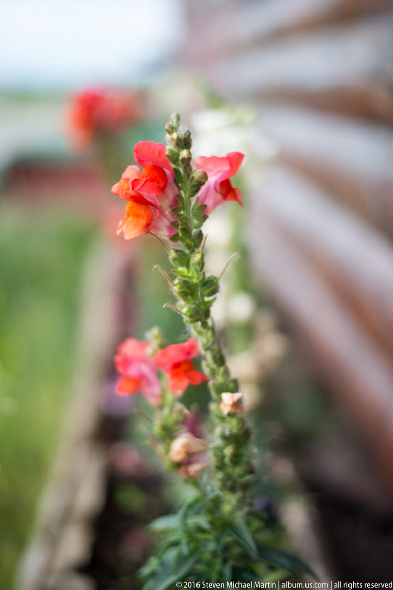 Red-orange flowers grow along a slender green stem against a softly blurred building and walkway.