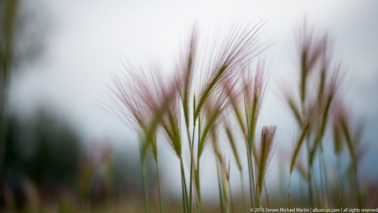 Feathery grass seed heads rise against a softly blurred pale sky.