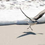 Assateague NWR