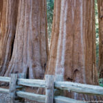 Kings Canyon NP – Grant’s Grove