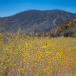 Kings Canyon NP – Zumwalt Meadow