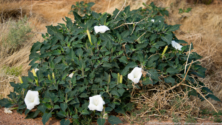 White trumpet-shaped flowers and buds grow among broad leaves and dry grass.