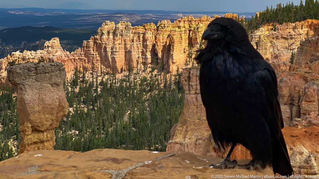 A raven perches on a sandstone ledge above a pine-filled hoodoo amphitheater.