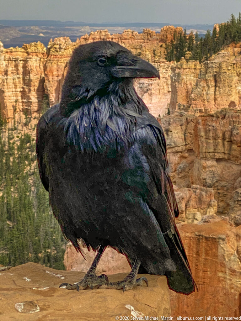 A glossy black raven stands on sandstone with blurred orange hoodoos behind it.