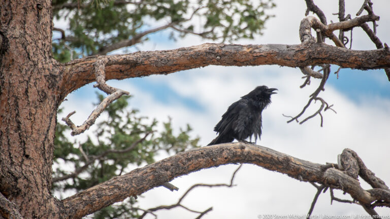 A black raven perches on a thick pine branch against a pale sky.