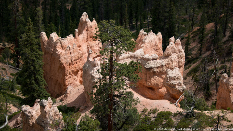 Pale hoodoo columns rise from an orange slope amid dense evergreen trees.